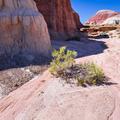 Capitol Reef-25