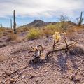 Ajo Loop, Sonoran Desert -12