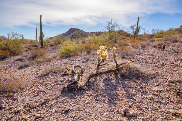 Ajo Loop, Sonoran Desert -12