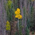 San Juan National Forest, Fall -147