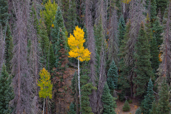 San Juan National Forest, Fall -147