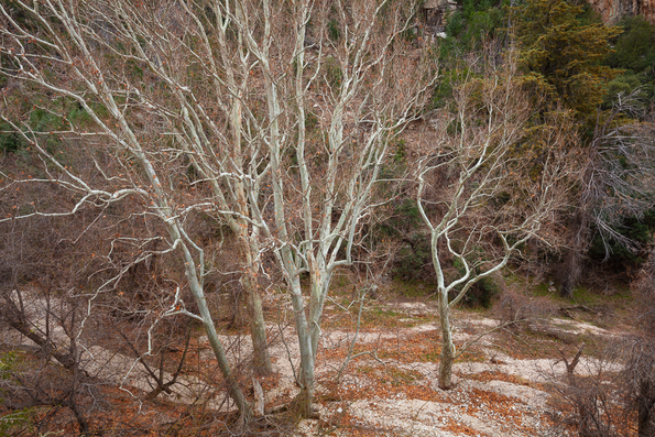 Sycamores in Willow Canyon, Tucson, Arizona -4