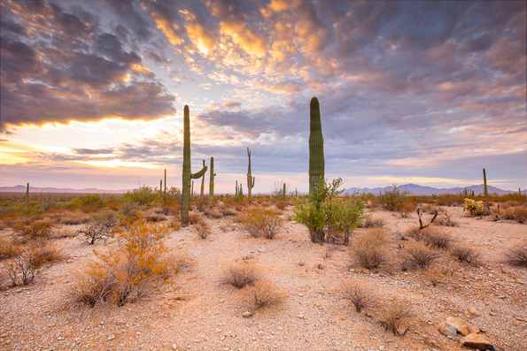 Organ Pipe National Monument, Sunrise -134