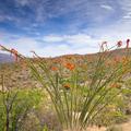Saguaro National Park, Spring -14