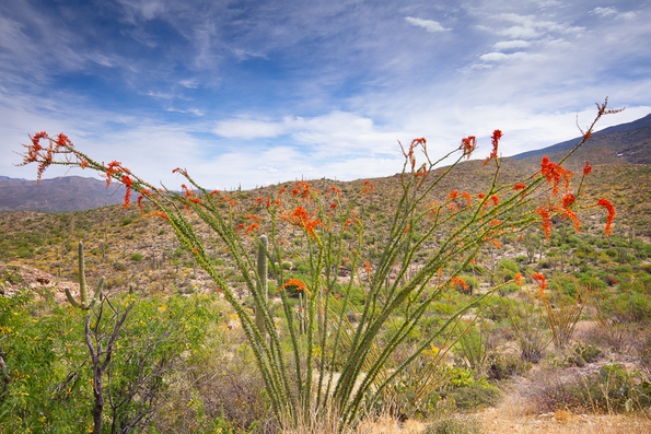Saguaro National Park, Spring -14