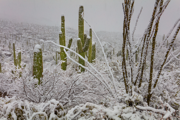  Saguaro National Park, Snow Storm -2