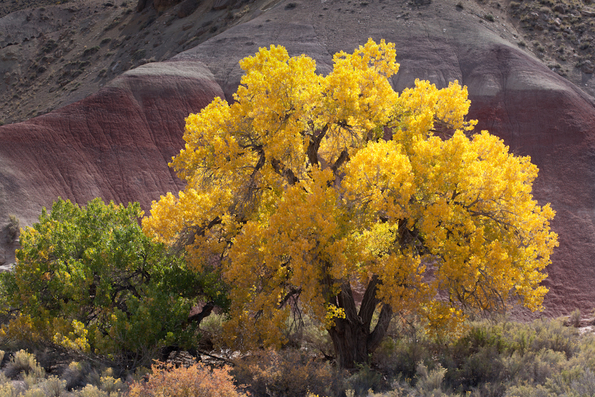Capitol Reef-28
