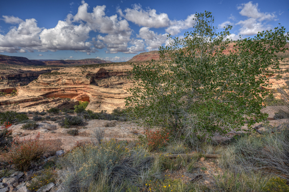 Natural Bridges National Monument-4