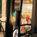 busride-15