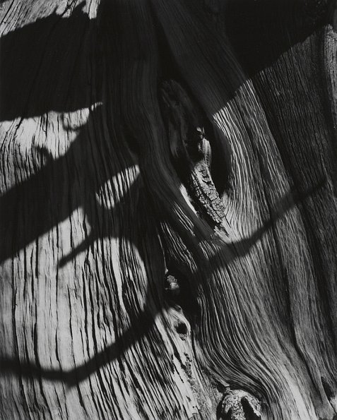 Ancient Bristlecone Pine