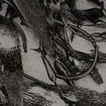Kelp Form -4
