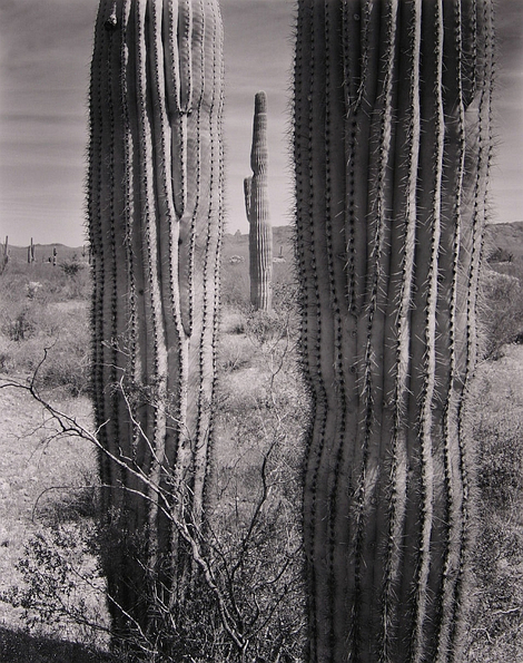 Saguaro, near Tucson, Arizona -2