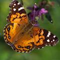 Painted Lady Butterfly -88