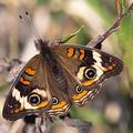 Buckeye Butterfly -5