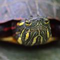 Painted Turtle -506