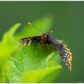 Baltimore Checkerspot Butterfly -7