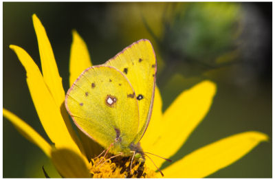 Yellow Sulphur Butterfly -5