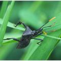 Leaf-Footed Bug
