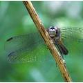 Dragonfly -505