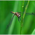 Dragonfly -490