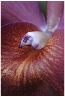 Botanical Detail -497