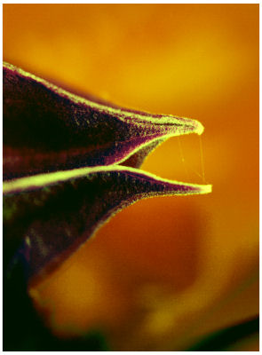 Botanical Detail-498