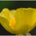 Buttercup -1