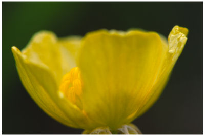 Buttercup -1