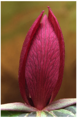 Botanical Detail -522