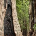 Big Basin State Park-14