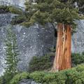 Yosemite National Park-11