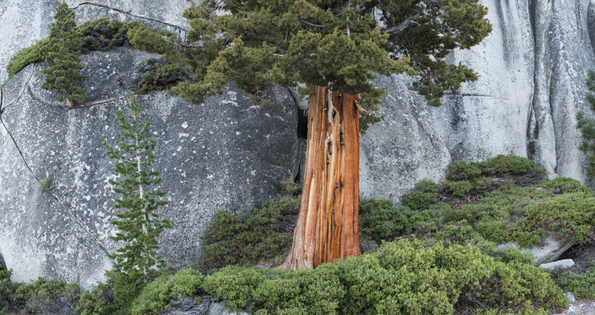Yosemite National Park-11