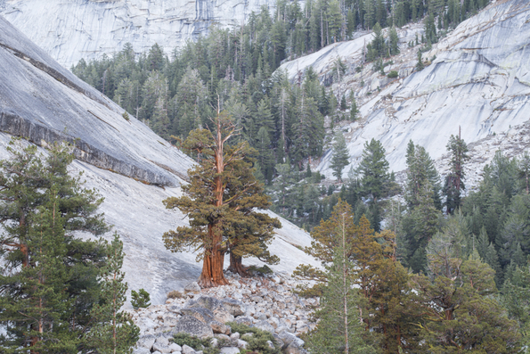 Yosemite National Park-18