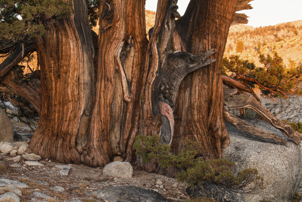 Yosemite National Park-7