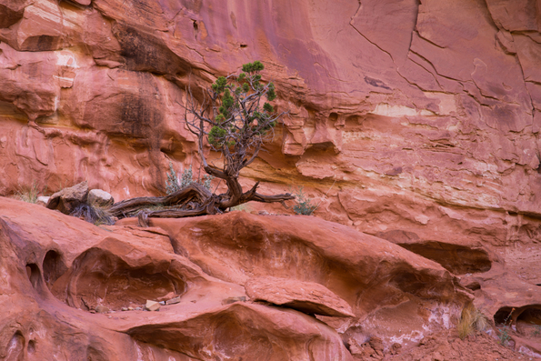 Capitol Reef National Park-1