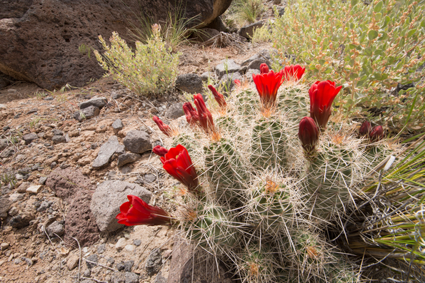 Capitol Reef National Park-26