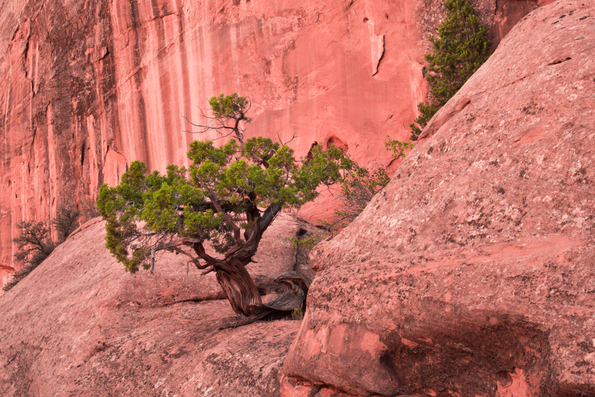 Capitol Reef National Park-15