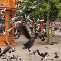 Porto pigeons-10