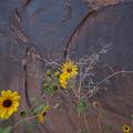 Potash Road Flowers, Moab-3