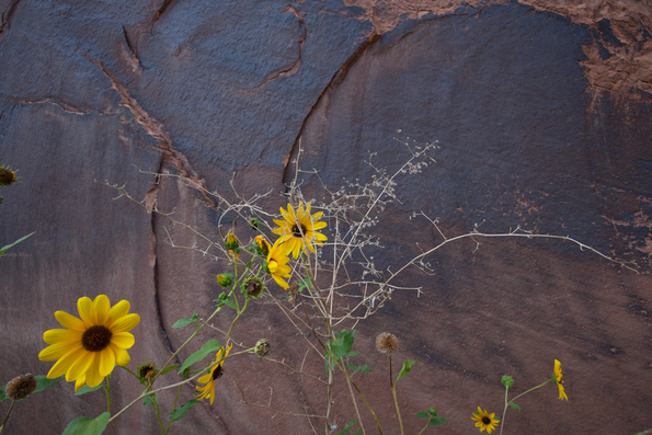 Potash Road Flowers, Moab-3