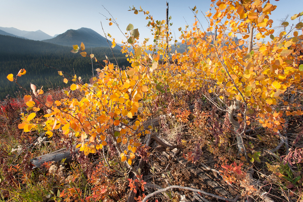 Yellowstone Trees-15