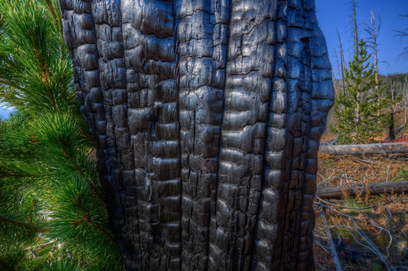 Burnt trees, Yellowstone National Park-21