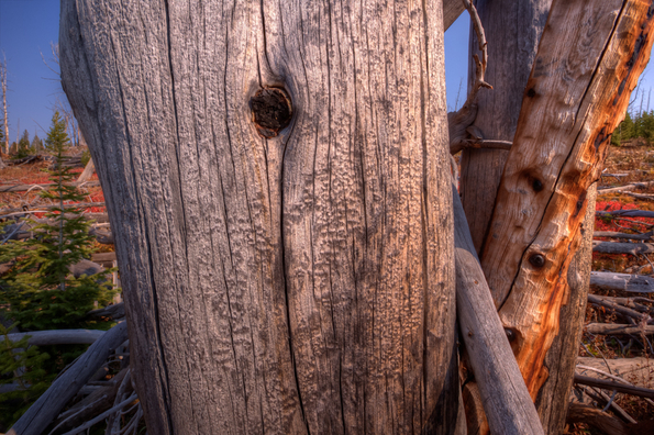 Yellowstone National Park, Trees-22