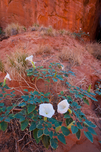 Waterholes Canyon, Arizona-1