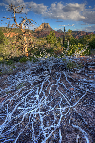 Zion National Park-26