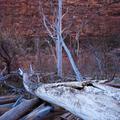 Zion National Park, Trees-1