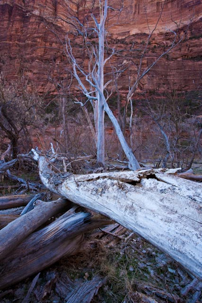 Zion National Park, Trees-1