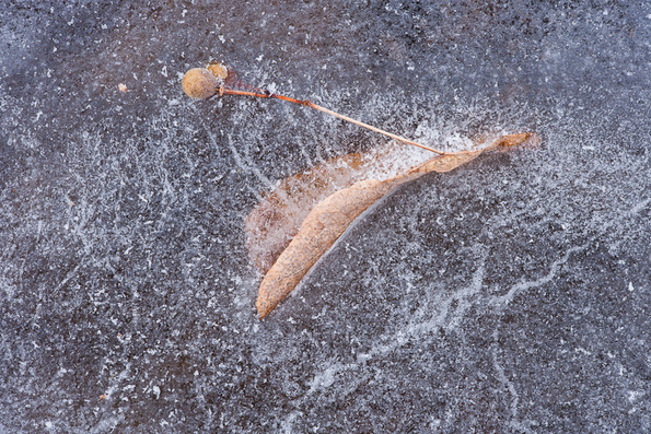 Winter's First Ice -18