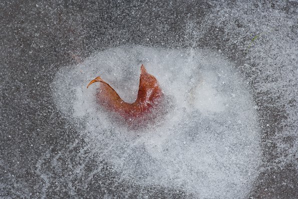 Winter's First Ice -37