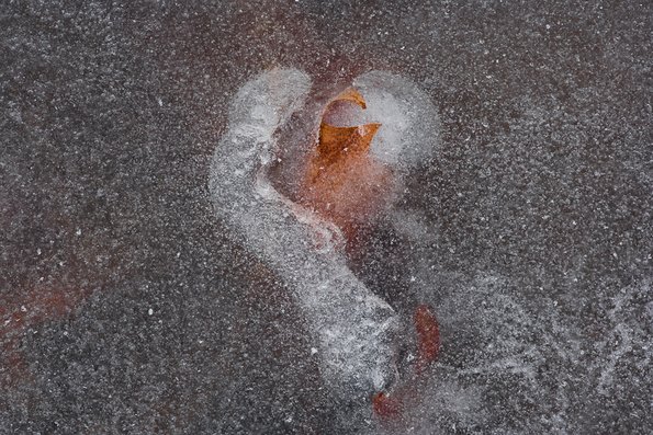 Winter's First Ice -38